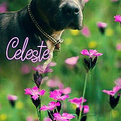 Thumbnail photo of CELESTE #3