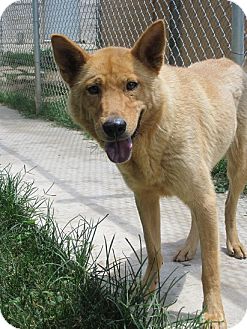 finnish spitz german shepherd mix