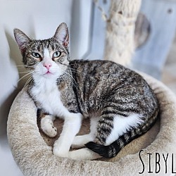 Photo of Sibyl