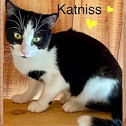Photo of Katness