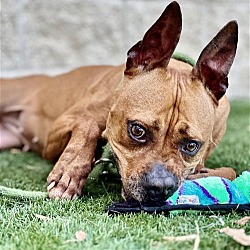 Thumbnail photo of Cookie - $75 Adoption Fee Diamond Dog #2