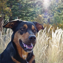 Thumbnail photo of Maddox - Shepherd/Cattle Dog #4