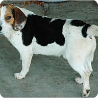 lauderdale county pound