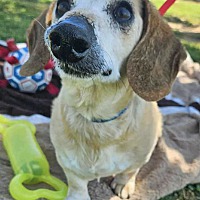 adopt-pet