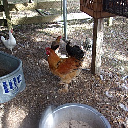 Thumbnail photo of Roosters(3) #1