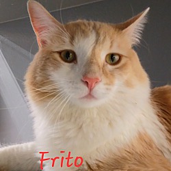 Photo of Frito