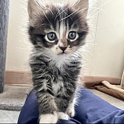 Photo of Puff