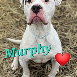 Thumbnail photo of Murphy #3