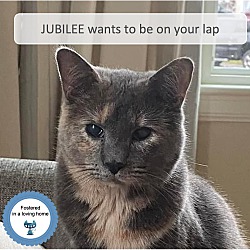 Thumbnail photo of Jubilee #1