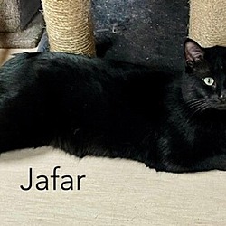 Thumbnail photo of Jafar #2