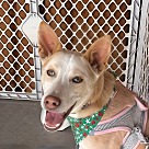 Adopt A Pet :: Charlie aka Chicken - San Diego, CA