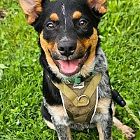 adopt a pet