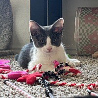 adopt a pet