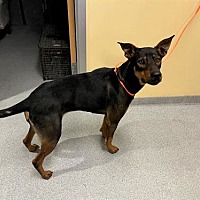 adopt a pet