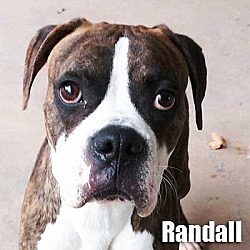 Thumbnail photo of Randall #1