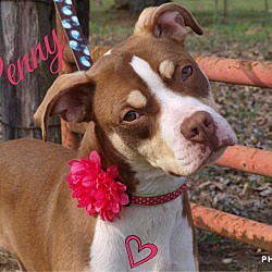 Thumbnail photo of Penny-pending adoption #2