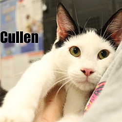 Photo of Cullen