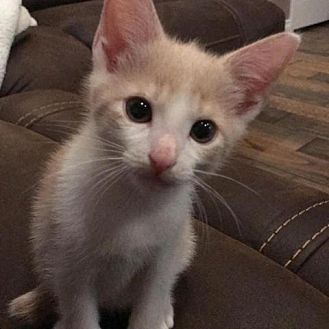 Adopt A Pet | PetSmart Charities