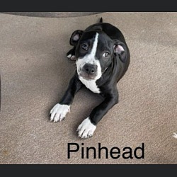 Photo of Pinhead
