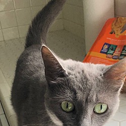 Photo of Bastet