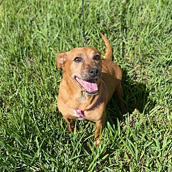 Thumbnail photo of Minerva #3