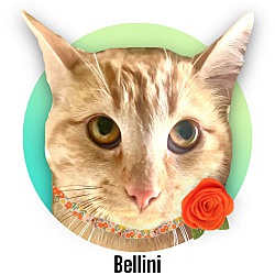 Photo of Bellini