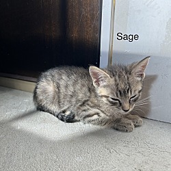 Thumbnail photo of Sage K #4