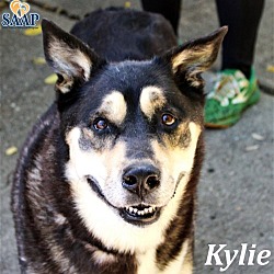 Photo of Kylie (bonded to Yaz)
