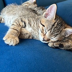 Photo of Taffy & Jellybelly (BONDED PAIR)