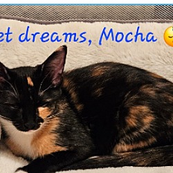 Thumbnail photo of Mocha #2