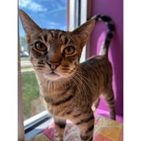 adopt-pet