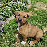 adopt a pet
