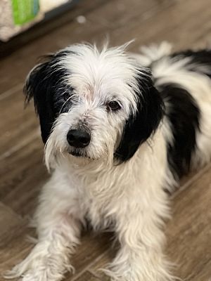 Pomona, CA - Jack Russell Terrier/Lhasa Apso. Meet SNOOPY a Pet for ...