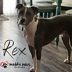 Thumbnail photo of Rex #4