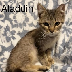 Photo of Aladdin