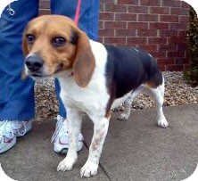 Frederick, MD - Beagle. Meet Tyron a Pet for Adoption.