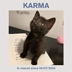 Thumbnail photo of Karma #4
