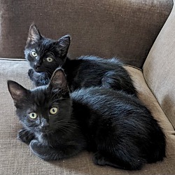 Thumbnail photo of Midnight & Raven #1