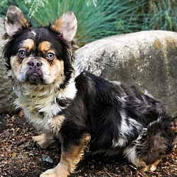 Thumbnail photo of Dogue Pierre CHOCOLATE MERLE FLUFFY #3