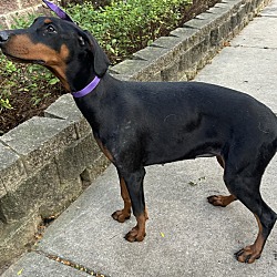 Thumbnail photo of Doberman Donatella #3