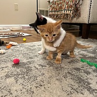 adopt a pet