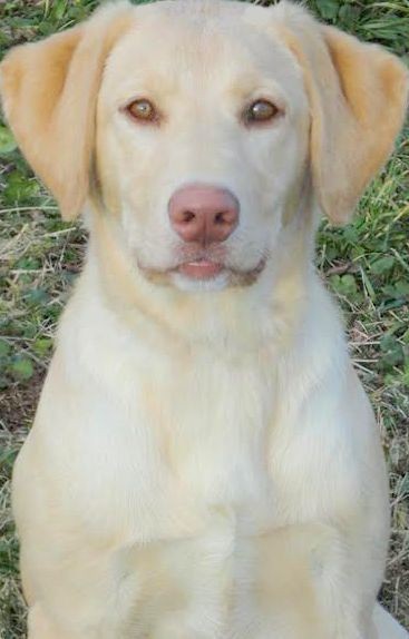 dudley labrador puppies for sale