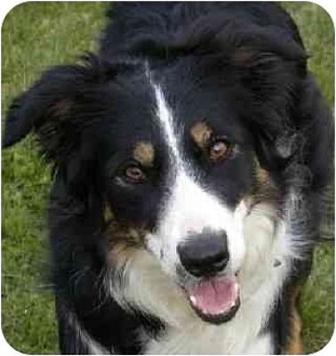 Morris, NY - Border Collie. Meet 1-5 yrs old a Pet for Adoption ...