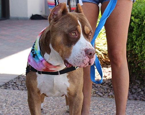 Las Vegas Nv Cane Corso Meet Zeusie A Pet For Adoption