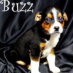 Thumbnail photo of Buzz~adopted! #2