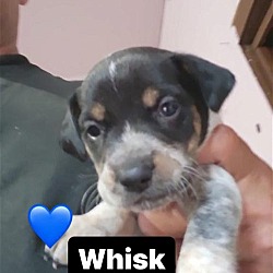 Thumbnail photo of Whisk #4
