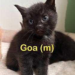 Photo of GOA (m) Kitten