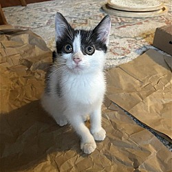 Photo of Molly the prettiest kitten