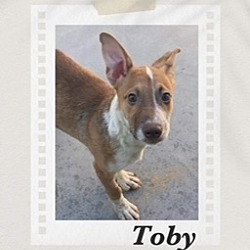 Photo of Toby
