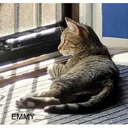 Thumbnail photo of Emmy #3